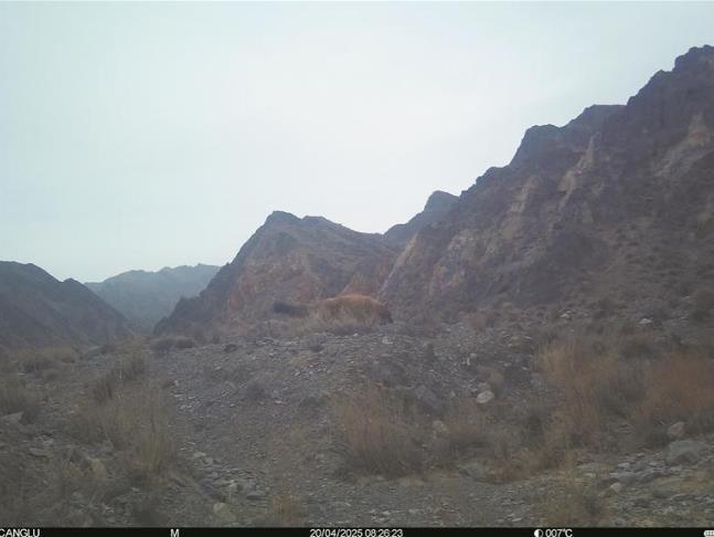 ຣ״ӛ䛵һc(din)o(h)Ұ