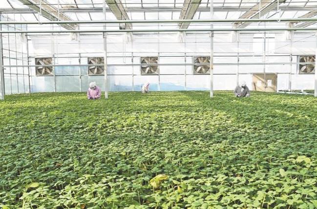 西寧:優(yōu)質(zhì)草莓苗暢銷省內(nèi)外