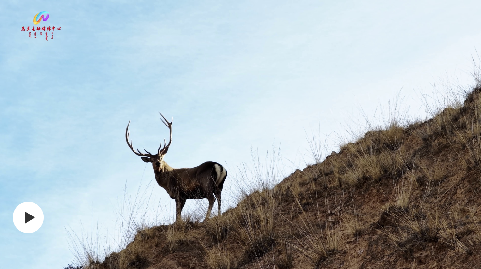 �ຣ���m����Ⱥ�R¹��ɽ�g���� ���eҒʳ