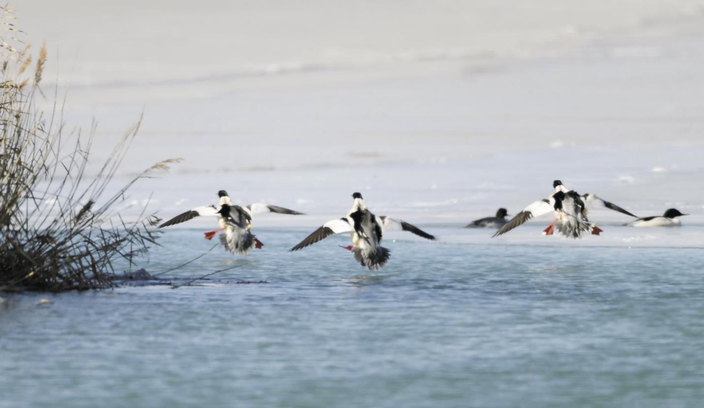 �]�����Y�����sײҊ�씳�c�C�ﹲ̎һ�� 2026���ຣʡԽ��ˮ�B�O(ji��n)�y��ӛ��