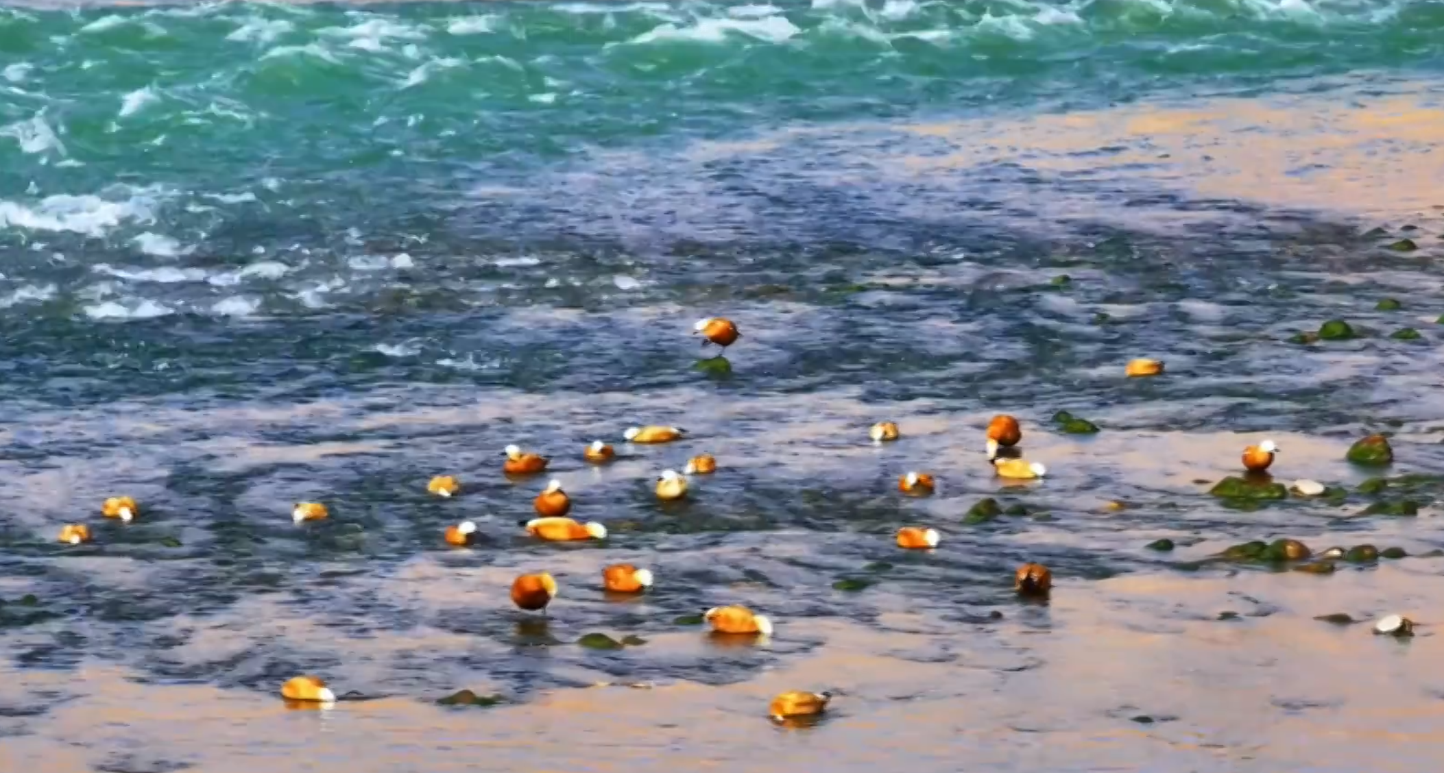 �ຣѭ�������B�輯�����յ��S�Ӱ��ϱM�@���B(t��i)֮��