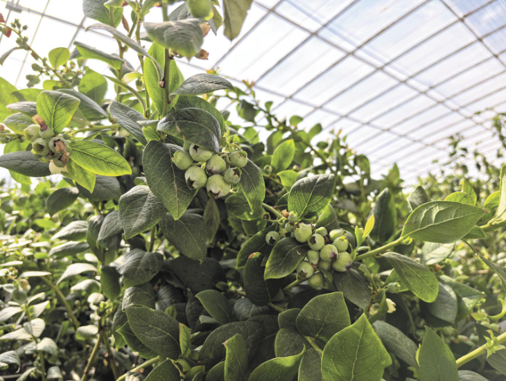 ���´��߻��ӡ��� ���L(f��ng)�u����K��