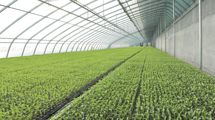 �������ơ��������߲ˡ������̡�