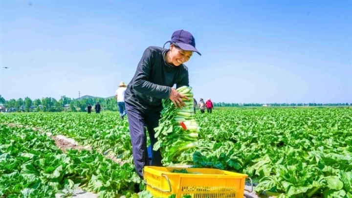 �ຣ��������߲˵ĿƼ������c�����