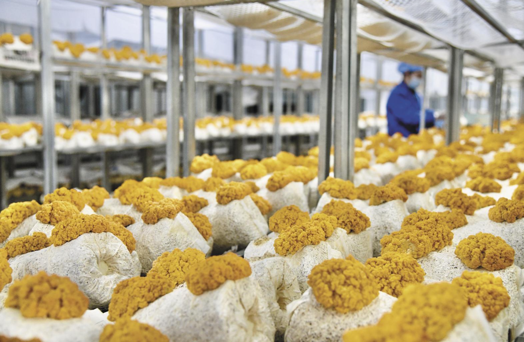 ���ɕ�(hu��)�ؿ��������P(gu��n)ע��ѩ�����������} �Ƽ��x�����ķ�