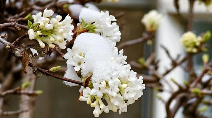 �������^�����cѩ��ͬ�������`��