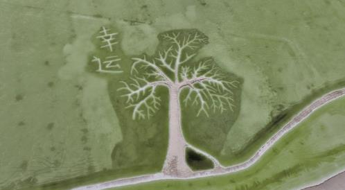 鹽灘之上“生命樹(shù)”綻放 茫崖文旅新地標(biāo) 如意湖靜候游客