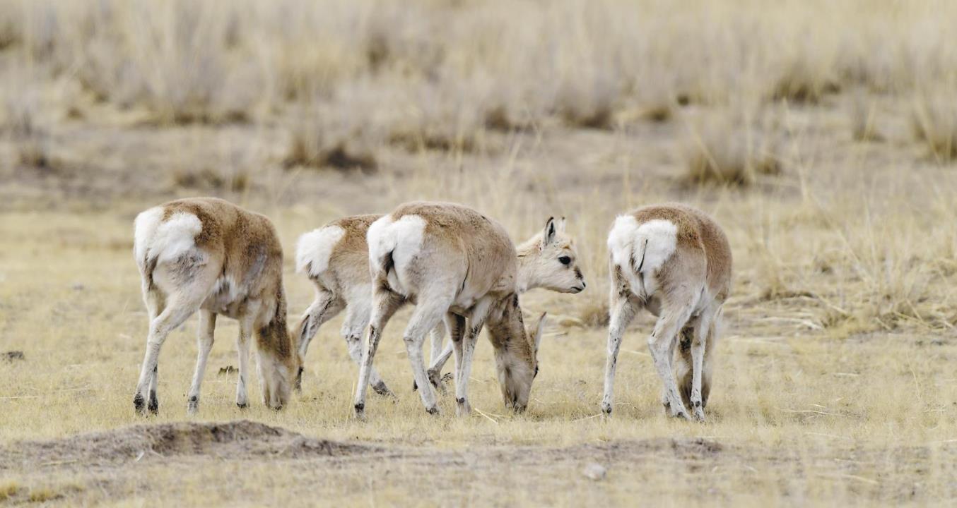 ������ԭ��